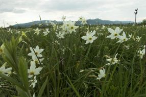 Долина нарцисів