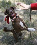 Кубок Барбоса - 2008