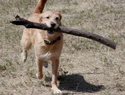 Кубок Барбоса - 2008