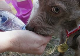 Кубок Барбоса - 2008