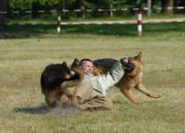 Cynologist with work dog