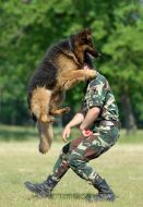 Cynologist with work dog