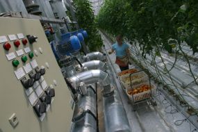 ОАО ”Комбинат ”Тепличный”