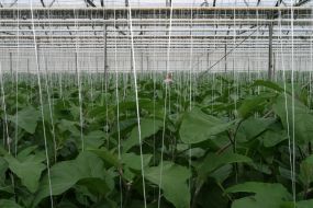 ОАО ”Комбинат ”Тепличный”