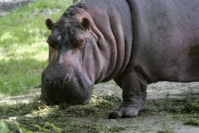 Hippopotamus Bresta