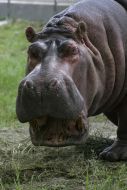 Hippopotamus Bresta