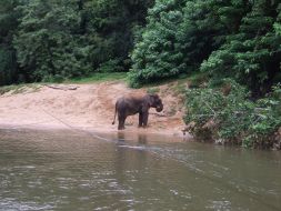 Trips. Thailand