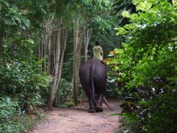 Trips. Thailand