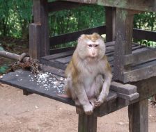 Trips. Thailand