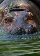 Hippopotamus Bresta
