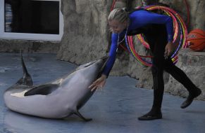 Presentation is in Odessa del’finarii