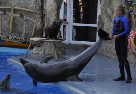 Presentation is in Odessa del’finarii