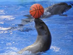 Presentation is in Odessa del’finarii