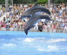 Presentation is in Odessa del’finarii