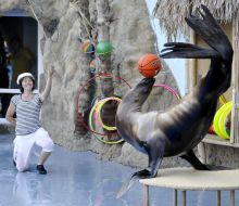 Presentation is in Odessa del’finarii