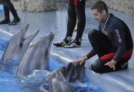 Presentation is in Odessa del’finarii