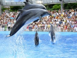 Presentation is in Odessa del’finarii