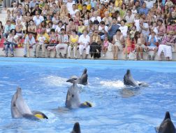 Presentation is in Odessa del’finarii