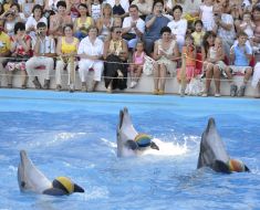 Presentation is in Odessa del’finarii