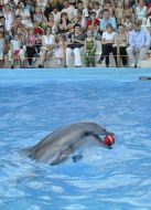 Presentation is in Odessa del’finarii