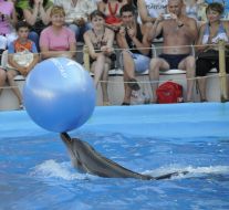 Presentation is in Odessa del’finarii