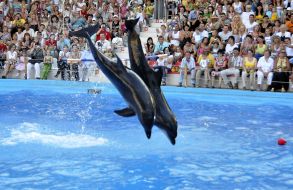 Presentation is in Odessa del’finarii