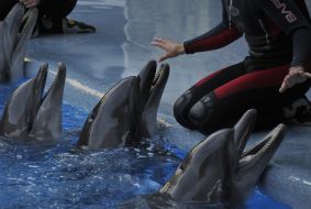 Presentation is in Odessa del’finarii