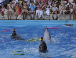 Presentation is in Odessa del’finarii