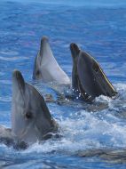 Presentation is in Odessa del’finarii