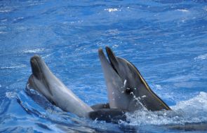 Presentation is in Odessa del’finarii