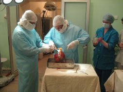 The operation on liver transplantation