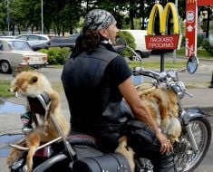 Biker on the motorcycle