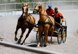 Workers go around horse