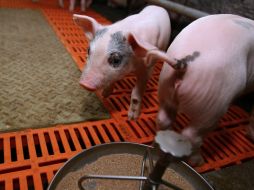 A pig farm of agrofirmy is ”Shackher”