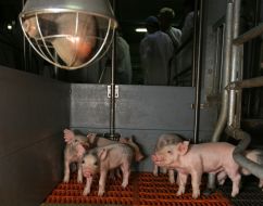 A pig farm of agrofirmy is ”Shackher”