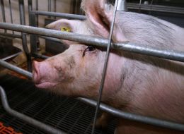 A pig farm of agrofirmy is ”Shackher”