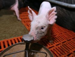 A pig farm of agrofirmy is ”Shackher”