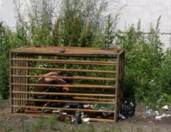 Работник фермы, запертый под замок в клетке