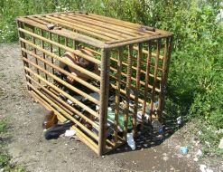 Работник фермы, запертый под замок в клетке