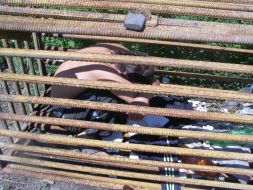 Работник фермы, запертый под замок в клетке