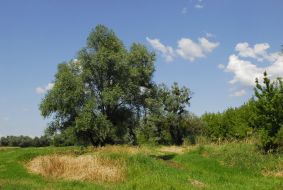 Meadow