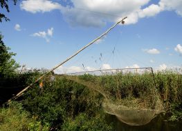 Poachers traps dismantling