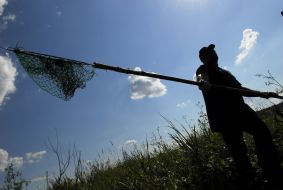Poachers traps dismantling