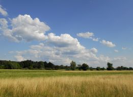 Meadow