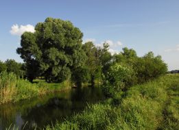 Ros river
