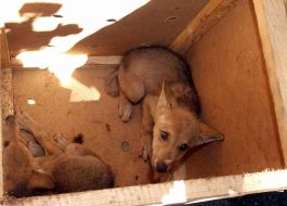 Canadian wolves