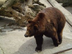 Бурый медведь