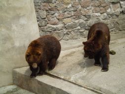 Бурые медведи