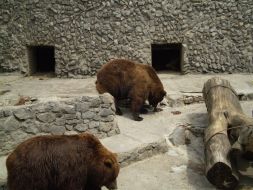 Бурые медведи