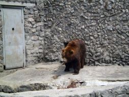 Бурый медведь